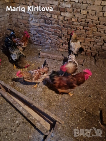 Продавам петли , снимка 2 - други­ - 53113843