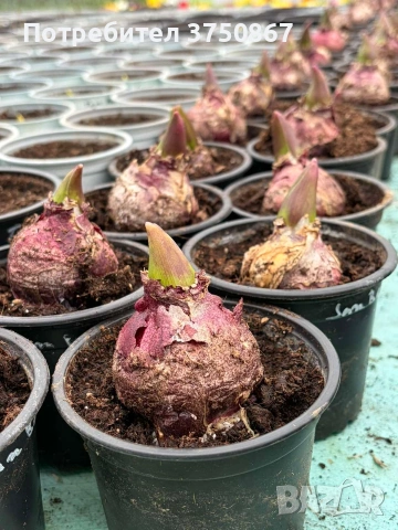 🌸🌿💞 Зюмбюл в саксия (Hyacinthus), снимка 4 - Градински цветя и растения - 53385103