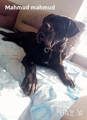 Мъжко Кане Корсо 