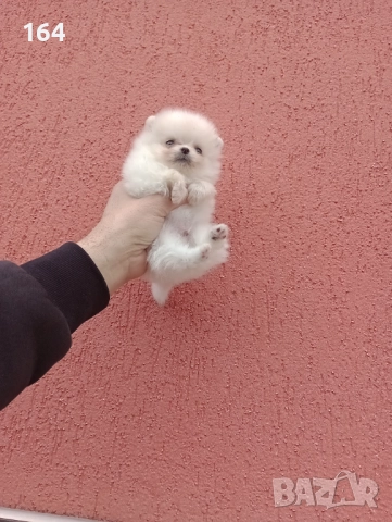 Померан. Мини момченце. Снимки от 23.12.25 г. 