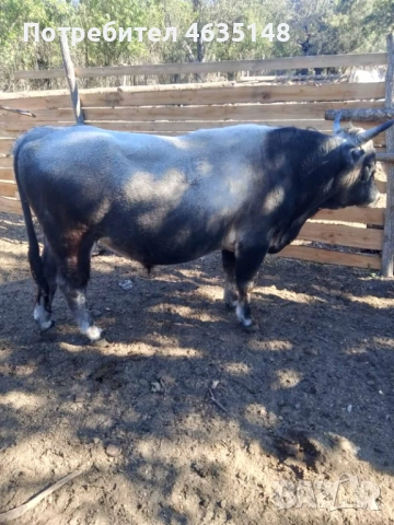 Телета, бици, снимка 7 - Крави - 52205533