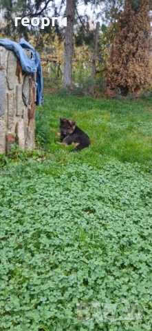 Немски Овчарки, снимка 4 - Немска овчарка - 52578174