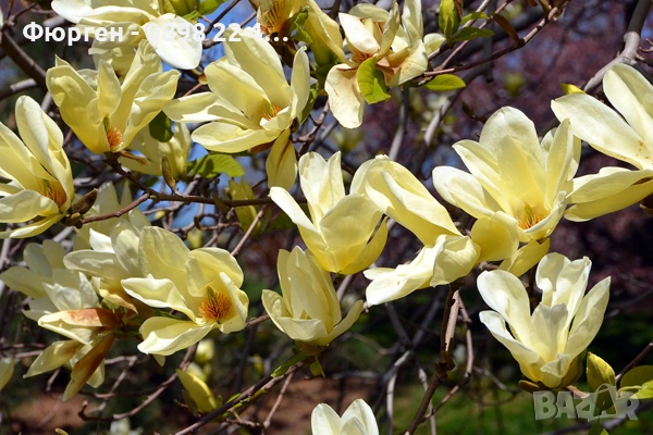 Магнолия Елизабет - Magnolia Elizabet, снимка 2 - Разсади - 53541920