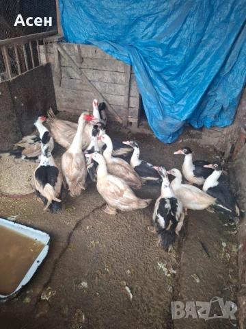 Неми патици-юрдечки, снимка 3 - Патици и гъски - 53213980