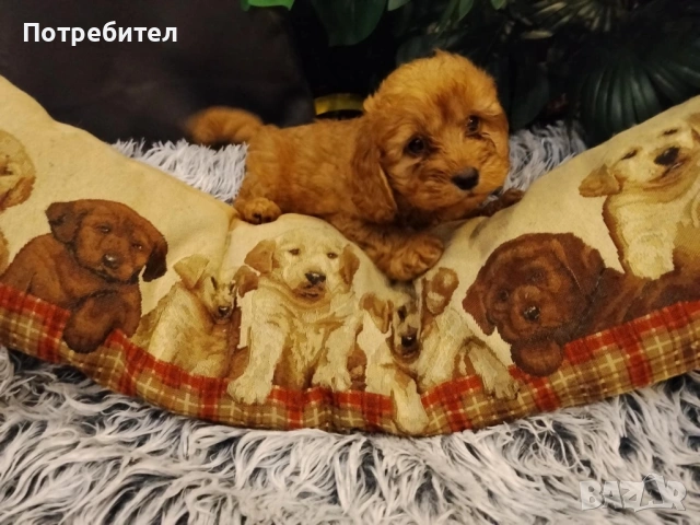 Кокер шпаньол , снимка 2 - Кокер шпаньол - 53479397