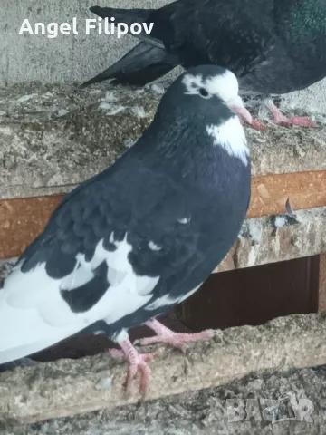 Пазарджишки гълъби, снимка 14 - Гълъби - 29897833