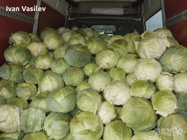 Продавам зеле кьосе