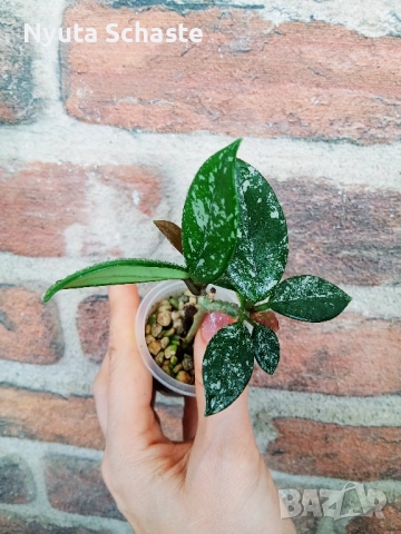 Хоя . Hoya carnosa 'Wilbur Graves', снимка 5 - Стайни растения - 51886410