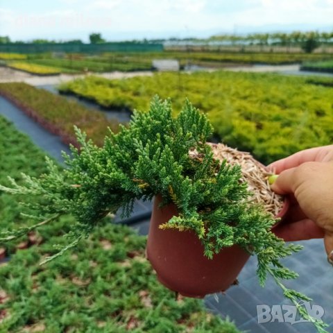 Хвойна Уилтони, Juniperus horizontalis wiltonii, снимка 4 - Градински цветя и растения - 43806527