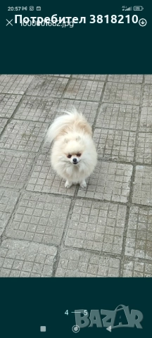 померан момиче, снимка 2 - Померан - 51681750