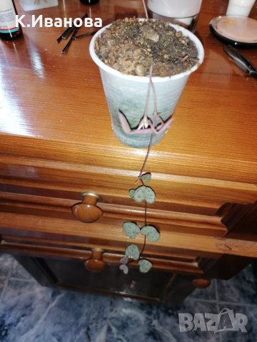 Цветя, снимка 10 - Декорация за дома - 32877351