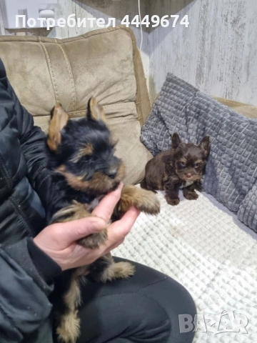 Мини йоркита