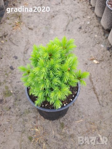 Смърч Алберта Глобе/ Picea glauca var. albertiana 'Alberta Globe', снимка 6 - Разсади - 40645718