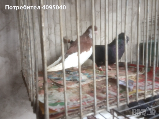 Продавам гълъби, снимка 5 - Гълъби - 51379486