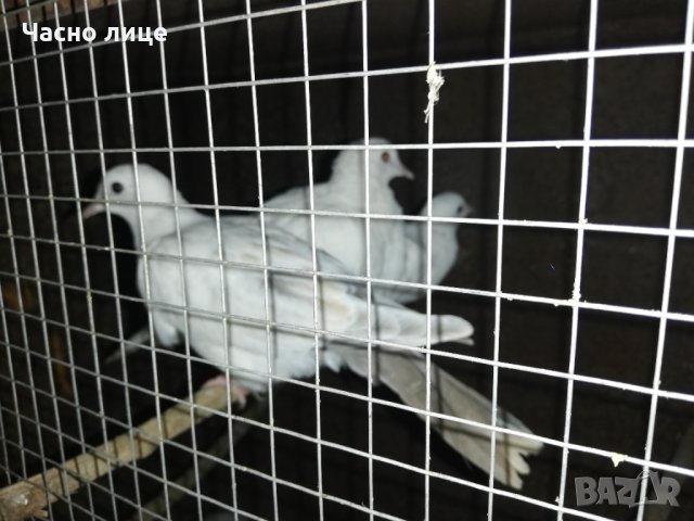 Смеещисе гугутки , снимка 7 - други­ - 35296808