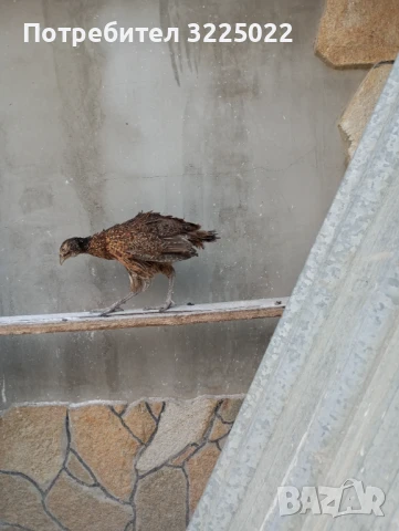 Продавам колхитски фазани , снимка 3 - други­ - 51025138