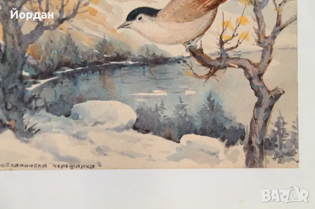 Акварел /автор-Никола Пилчев/ ''Старопланинска черешарка'', снимка 11 - Картини - 49131538
