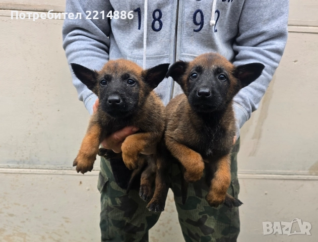 Белгийски овчарки-Малиноа , снимка 2 - Други - 52341802