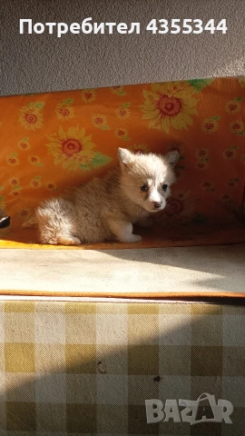 Уелско Корги, снимка 2 - Други - 53261306