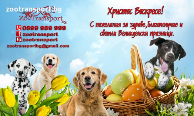 ЗООТРАНСПОРТ, снимка 2 - Пинчер - 43937866