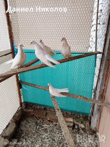 Продавам млади старозагорски бели гълъби високолетачи , снимка 4 - Гълъби - 52881884