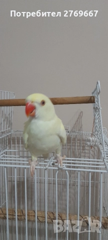 Малък александър