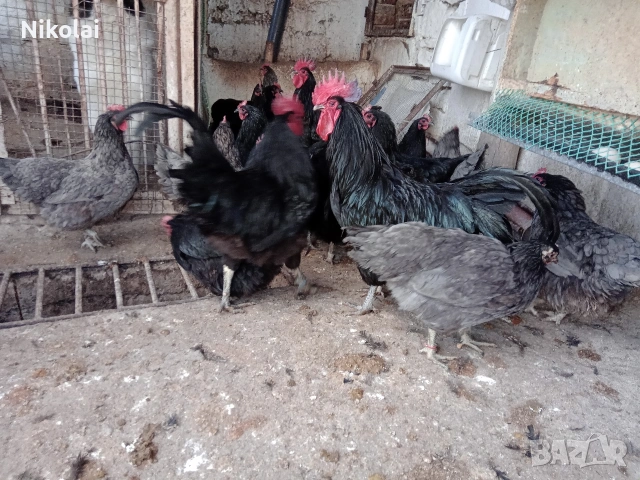 Австралорп ярки на 6,5месеца 