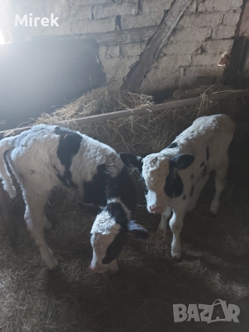 откраднат, снимка 2 - Крави - 52673184