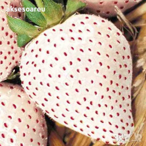 200 семена от плод бяла ягода органични плодови бели ягодови семена от вкусни ягоди отлични плодове , снимка 6 - Сортови семена и луковици - 37706682