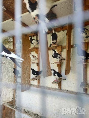 Млади гълъби  на въртене, снимка 3 - Гълъби - 37600893