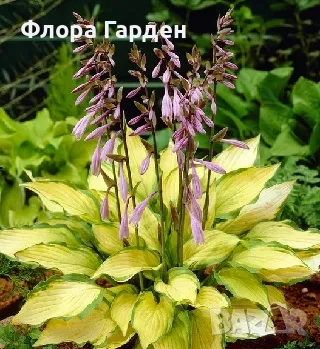 ХОСТА, АСТИЛБЕ - Коренища/ ПРЕДВАРИТЕЛНИ ПОРЪЧКИ, снимка 6 - Градински цветя и растения - 49488937