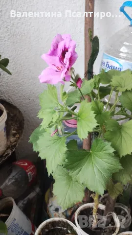 Кралско мушкато 