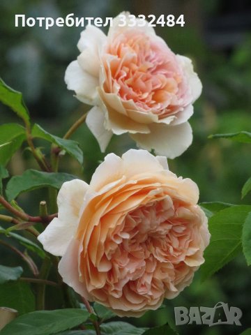 Роза 46, снимка 3 - Градински цветя и растения - 36816726