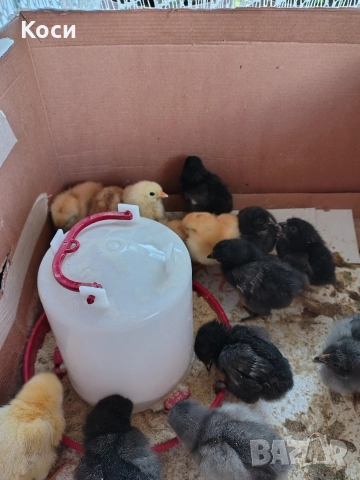 Продавам малки пиленца 