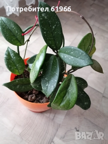 Красиво оформено Восъче! !