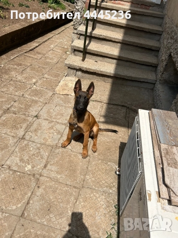 Белгийска овчарка , снимка 1