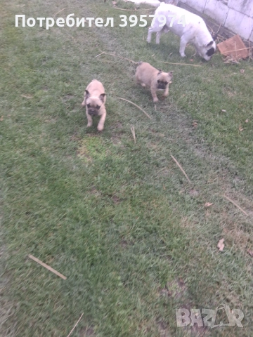 Продава се мъжко булдоче на 3 и половина месеца с три ваксини и паспорт 