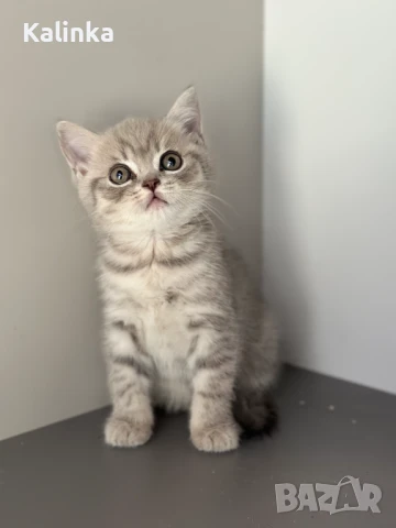 Британско късокосместо таби, снимка 11 - Британска късокосместа - 50895217