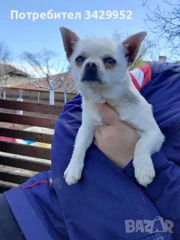 Мъжки Чихуахуа, снимка 9 - Чихуахуа - 46768731
