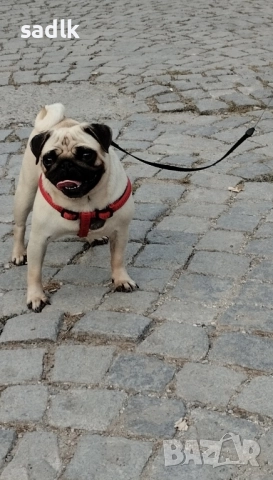 ЕЛИТНИ МОПСЧЕТА , снимка 6 - Мопс - 52454551