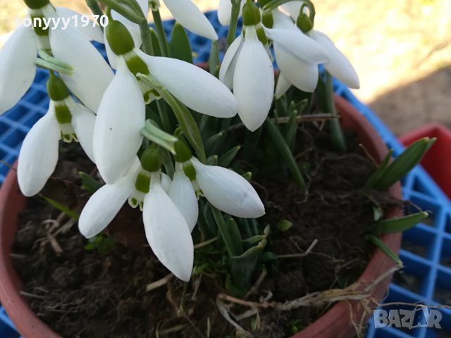 САКСИЯ С КОКИЧЕТА 0502240829, снимка 6 - Градински цветя и растения - 44138418