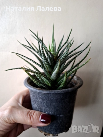 Хавортия, haworthia, снимка 3 - Стайни растения - 53409227