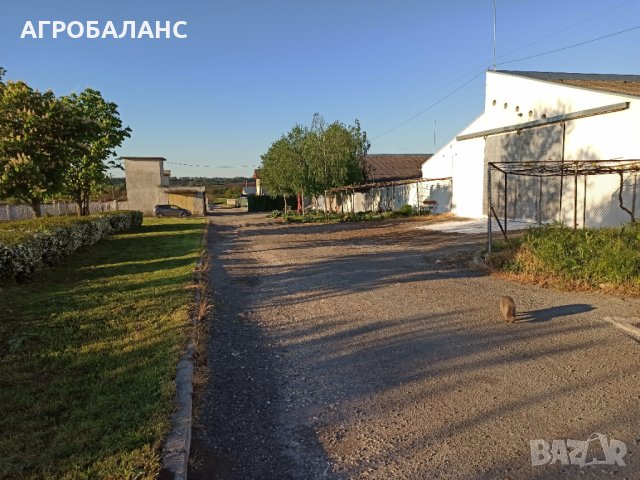 ЗЪРНОБАЗА АГРО БАЛАНС с.БРАНИЩЕ, снимка 2 - Складове - 14236202