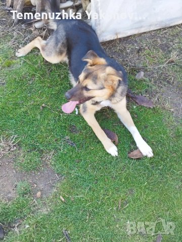 Мечо търси дом!, снимка 8 - Други - 41491171