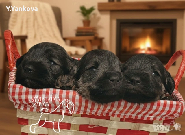 Мини шнауцер сол/пипер,чистокръвни,родителите с ген.тестове 