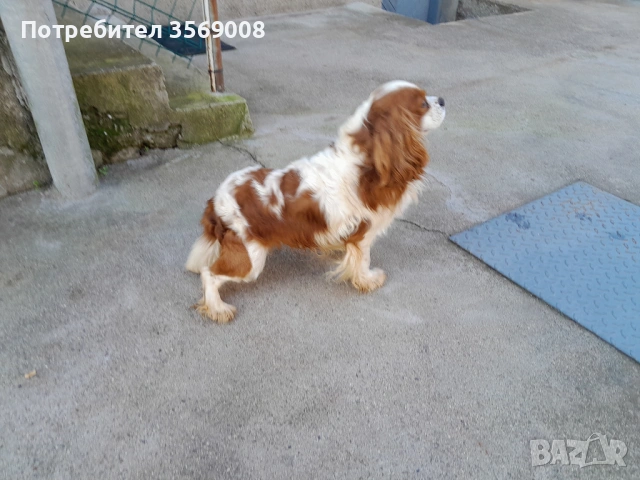 Кавалер кинг чарлз шпаньол, снимка 2 - Кавалер кинг чарлз шпаньол - 53108929