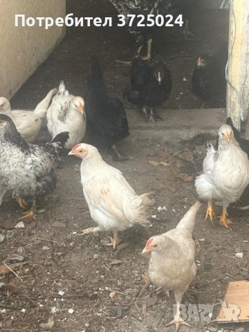Пилета, снимка 2 - Кокошки и пуйки - 52990974