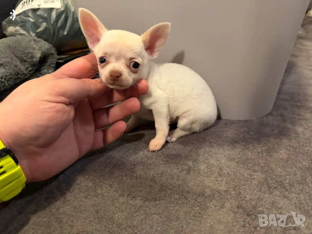 Чихуахуа Актуално от 11.2.2026, снимка 3 - Чихуахуа - 53380289