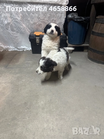 Каракачанка мъжко / женско, снимка 9 - Каракачанска овчарка - 52792375