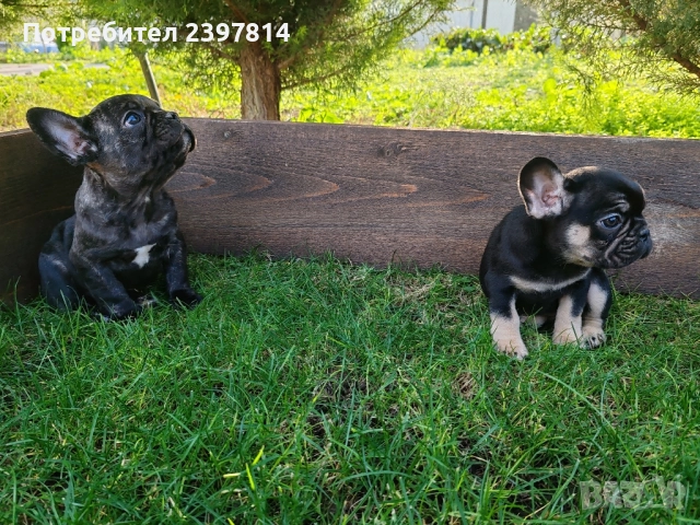 Френски булдог , снимка 8 - Френски булдог - 52372599